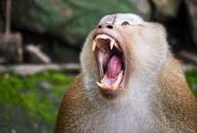 angry monkey.jpeg